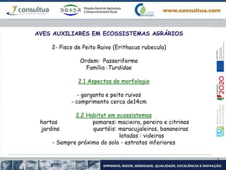 AVES AUXILIARES EM ECOSSISTEMAS AGRÁRIOS
2- Pisco de Peito Ruivo (Erithacus rubecula)
Ordem: Passeriforme
Família :Turdidae
2.1 Aspectos de morfologia
- garganta e peito ruivos
- comprimento cerca de14cm
2.2 Habitat em ecossistemas
hortas pomares: macieira, pereira e citrinos
jardins quartéis: maracujaleiros, bananeiras
latadas : videiras
- Sempre próximo do solo - estratos inferiores
 