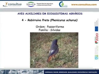 AVES AUXILIARES EM ECOSSISTEMAS AGRÁRIOS
4 - Rabirruivo Preto (Phenicurus ochurus)
Ordem: Passeriforme
Família : Silvidae
 