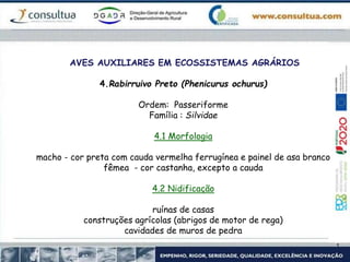 AVES AUXILIARES EM ECOSSISTEMAS AGRÁRIOS
4.Rabirruivo Preto (Phenicurus ochurus)
Ordem: Passeriforme
Família : Silvidae
4.1 Morfologia
macho - cor preta com cauda vermelha ferrugínea e painel de asa branco
fêmea - cor castanha, excepto a cauda
4.2 Nidificação
ruínas de casas
construções agrícolas (abrigos de motor de rega)
cavidades de muros de pedra
 