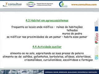 4.3 Habitat em agroecossistemas
frequenta os locais onde nidifica : ruínas de habitações
telhados
muros de pedra
se nidificar nas proximidades de um pomar – habita esse pomar
4.4 Actividade auxiliar
alimenta-se no solo, espreitando as suas presas do poleiro
alimenta-se de: saltões, gafanhotos, borboletas, afídeos, elaterídeos,
crisomelídeos, curculionídeos, escolitideos e formigas
 