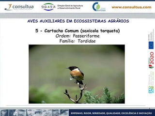 AVES AUXILIARES EM ECOSSISTEMAS AGRÁRIOS
5 - Cartacho Comum (saxicola torquata)
Ordem: Passeriforme
Família: Tordidae
 