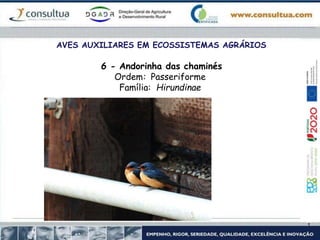 AVES AUXILIARES EM ECOSSISTEMAS AGRÁRIOS
6 - Andorinha das chaminés
Ordem: Passeriforme
Família: Hirundinae
 