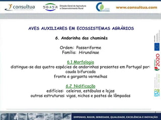 AVES AUXILIARES EM ECOSSISTEMAS AGRÁRIOS
6. Andorinha das chaminés
Ordem: Passeriforme
Família: Hirundinae
6.1 Morfologia
distingue-se das quatro espécies de andorinhas presentes em Portugal por:
cauda bifurcada
fronte e garganta vermelhas
6.2 Nidificação
edifícios: celeiros, estábulos e lojas
outras estruturas: vigas, nichos e postes de lâmpadas
 