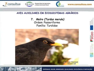 AVES AUXILIARES EM ECOSSISTEMAS AGRÁRIOS
7. Melro (Turdus merula)
Ordem: Passeriforme
Família: Turdidae
 