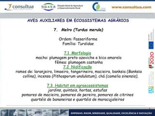 AVES AUXILIARES EM ECOSSISTEMAS AGRÁRIOS
7. Melro (Turdus merula)
Ordem: Passeriforme
Família: Turdidae
7.1 Morfologia
macho: plumagem preto azeviche e bico amarelo
fêmea: plumagem castanha
7.2 Nidificação
ramos de: laranjeira, limoeiro, tangerineira, macieira, banksia (Banksia
collina), incenso (Pithosporum undulatum), chá (camelia sinensis),
7.3 Habitat em agroecossistemas
jardins, quintais, hortas, estufas
pomares de macieira, pomares de pereira, pomares de citrinos
quartéis de bananeiras e quartéis de maracujaleiros
 