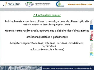 7.4 Actividade auxiliar
habitualmente encontra o alimento no solo, a base de alimentação são
essencialmente insectos que procuram:
na erva, terra recém-arada, estrumeiras e debaixo das folhas mortas
ortópteros (saltões e gafanhotos)
hemípteros (pentatomídeos, nabídeos, mirídeos, cicadelídeos,
coccidídeos
moluscos (caracois e lesmas)
 