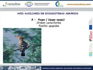 AVES AUXILIARES EM ECOSSISTEMAS AGRÁRIOS
8 - Poupa ( Upupa epops)
Ordem: caraciforme
Família: upupidae
 