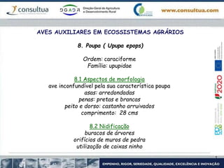 AVES AUXILIARES EM ECOSSISTEMAS AGRÁRIOS
8. Poupa ( Upupa epops)
Ordem: caraciforme
Família: upupidae
8.1 Aspectos de morfologia
ave inconfundível pela sua característica poupa
asas: arredondadas
penas: pretas e brancas
peito e dorso: castanho arruivados
comprimento: 28 cms
8.2 Nidificação
buracos de árvores
orifícios de muros de pedra
utilização de caixas ninho
 