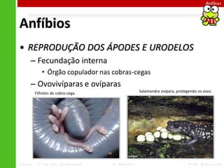 Anfíbios




Anfíbios
• REPRODUÇÃO DOS ÁPODES E URODELOS
      – Fecundação interna
            • Órgão copulador nas cobras-cegas
      – Ovovivíparas e ovíparas
        Filhotes de cobra-cega.                    Salamandra ovípara, protegendo os ovos.




Ciências – 7º ano Ens. Fundamental   4º Bimestre                             Profa. Rebeca Vale
 