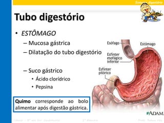 Sistema digestório




Tubo digestório
 • ESTÔMAGO
       – Mucosa gástrica
       – Dilatação do tubo digestório

       – Suco gástrico
             • Ácido clorídrico
             • Pepsina

 Quimo corresponde ao bolo
 alimentar após digestão gástrica.

Ciências – 8º ano Ens. Fundamental   2º Bimestre    Profa. Rebeca Vale
 