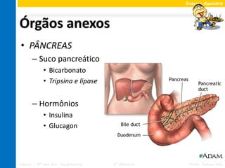 Sistema digestório




Órgãos anexos
 • PÂNCREAS
       – Suco pancreático
             • Bicarbonato
             • Tripsina e lipase


       – Hormônios
             • Insulina
             • Glucagon




Ciências – 8º ano Ens. Fundamental   2º Bimestre    Profa. Rebeca Vale
 