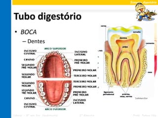 Sistema digestório




Tubo digestório
 • BOCA
       – Dentes
       – Língua
       – Glândulas salivares
             • Saliva
                   – Amilase salivar
                   – Ptialina


       – Formação do bolo alimentar


Ciências – 8º ano Ens. Fundamental     2º Bimestre    Profa. Rebeca Vale
 