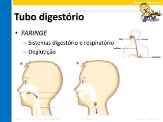 Sistema digestório




Tubo digestório
 • FARINGE
       – Sistemas digestório e respiratório
       – Deglutição


 • ESÔFAGO
       – Movimentos peristálticos




Ciências – 8º ano Ens. Fundamental   2º Bimestre    Profa. Rebeca Vale
 