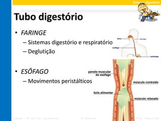 Sistema digestório




Tubo digestório
 • FARINGE
       – Sistemas digestório e respiratório
       – Deglutição


 • ESÔFAGO
       – Movimentos peristálticos




Ciências – 8º ano Ens. Fundamental   2º Bimestre    Profa. Rebeca Vale
 
