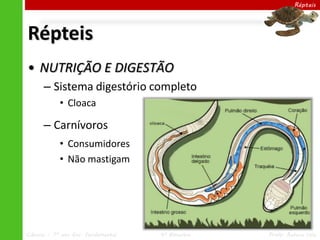 Répteis




Répteis
• NUTRIÇÃO E DIGESTÃO
      – Sistema digestório completo
            • Cloaca

      – Carnívoros
            • Consumidores
            • Não mastigam




Ciências – 7º ano Ens. Fundamental   4º Bimestre   Profa. Rebeca Vale
 