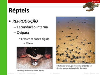 Répteis




Répteis
• REPRODUÇÃO
      – Fecundação interna
      – Ovípara
            • Ovo com casca rígida
                  – Vitelo




                                                     Filhotes de tartarugas-marinhas andando em
                                                     direção ao mar, após eclosão dos ovos.
          Tartaruga marinha durante desova.
Ciências – 7º ano Ens. Fundamental            4º Bimestre                            Profa. Rebeca Vale
 