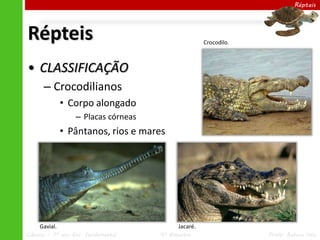 Répteis




Répteis                                              Crocodilo.



• CLASSIFICAÇÃO
      – Crocodilianos
               • Corpo alongado
                  – Placas córneas
               • Pântanos, rios e mares




     Gavial.                               Jacaré.
Ciências – 7º ano Ens. Fundamental   4º Bimestre                  Profa. Rebeca Vale
 
