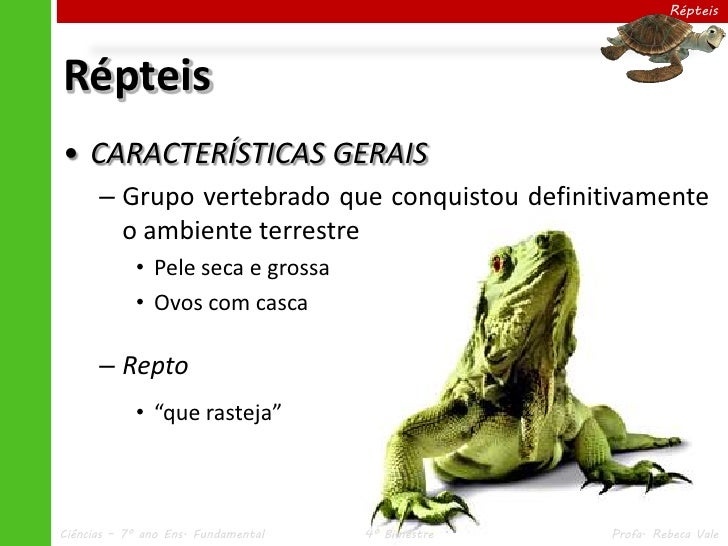 Caracteristicas Dos Repteis Por Que A Lagartixa Não Cai Da Parede?