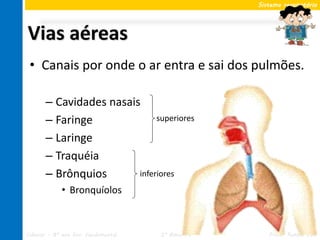 Sistema respiratório




Vias aéreas
 • Canais por onde o ar entra e sai dos pulmões.

       – Cavidades nasais
       – Faringe              superiores

       – Laringe
       – Traquéia
       – Brônquios       inferiores
             • Bronquíolos



Ciências – 8º ano Ens. Fundamental   2º Bimestre      Profa. Rebeca Vale
 