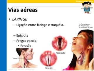 Sistema respiratório




Vias aéreas
 • LARINGE
       – Ligação entre faringe e traquéia.

       – Epiglote
       – Pregas vocais
             • Fonação

                                                Respiração




                                     Fonação
Ciências – 8º ano Ens. Fundamental    2º Bimestre               Profa. Rebeca Vale
 