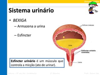 Sistema urinário




Sistema urinário
 • BEXIGA
       – Armazena a urina

       – Esfíncter




   Esfíncter urinário é um músculo que
   controla a micção (ato de urinar).

Ciências – 8º ano Ens. Fundamental   2º Bimestre   Profa. Rebeca Vale
 