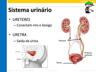 Sistema urinário




Sistema urinário
 • URETERES
       – Conectam rins e bexiga

 • URETRA
       – Saída da urina                            Ureteres




         Bexiga
                                                                  Orifícios
                                                                  ureterais



                                               Uretra



Ciências – 8º ano Ens. Fundamental   2º Bimestre              Profa. Rebeca Vale
 