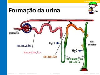 Sistema urinário




Formação da urina




Ciências – 8º ano Ens. Fundamental   2º Bimestre   Profa. Rebeca Vale
 