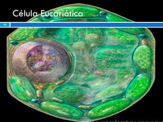 Célula Eucariótica 
10 
 