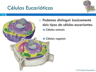 Células Eucarióticas 
Podemos distinguir basicamente dois tipos de células eucariontes: 
Células animais 
Células vegetais 
12 
Profª Sandra Nascimento 
 