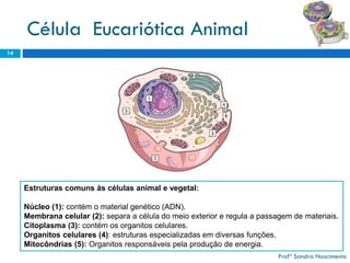 Célula Eucariótica Animal 
14 
Profª Sandra Nascimento 
Estruturas comuns às células animal e vegetal: 
Núcleo (1): contém o material genético (ADN). 
Membrana celular (2): separa a célula do meio exterior e regula a passagem de materiais. 
Citoplasma (3): contém os organitos celulares. 
Organitos celulares (4): estruturas especializadas em diversas funções. 
Mitocôndrias (5): Organitos responsáveis pela produção de energia.  