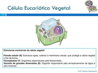 Célula Eucariótica Vegetal 
15 
Profª Sandra Nascimento 
Estruturasexclusivasdacélulavegetal: 
Paredecelular(6):Estruturarígida,exterioràmembranacelular,queprotegeacélulavegetalelhedáforma. 
Cloroplastos(7):Organitosresponsáveispelafotossíntese. 
Vacúolodegrandesdimensões(8):Organitoresponsávelpeloarmazenamentodeáguaesaisminerais.  