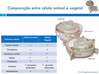 Comparação entre célula animal e vegetal 
16 
Profª Sandra Nascimento 
Estrutura celular 
Célula Animal 
Célula 
Vegetal 
Parede Celular 
---- 
 
Cloroplastos 
---- 
 
Membrana celular 
 
 
Núcleo 
 
 
Citoplasma 
 
 
Vacúolos 
(pequenas dimensões) 
(grandesdimensões) 
Mitocôndrias 
 
  