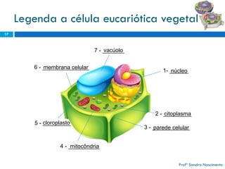 Legenda a célula eucariótica vegetal 
17 
1-______ 
2 -_________ 
3-____________ 
4 -__________ 
5 -_________ 
6 -_______________ 
7 -_______ 
núcleo 
citoplasma 
parede celular 
mitocôndria 
cloroplasto 
membrana celular 
vacúolo 
Profª Sandra Nascimento 
 