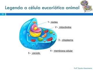 Legenda a célula eucariótica animal 
18 
18 
1-______ 
núcleo 
2-__________ 
mitocôndria 
3-_________ 
citoplasma 
4-_______________ 
membrana celular 
5-_______ 
vacúolo 
Profª Sandra Nascimento 
 