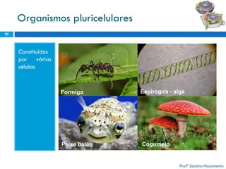 Organismos pluricelulares 
Constituídosporváriascélulas 
20 
Profª Sandra Nascimento 
Formiga 
Peixe balão 
Espirogira -alga 
Cogumelo  