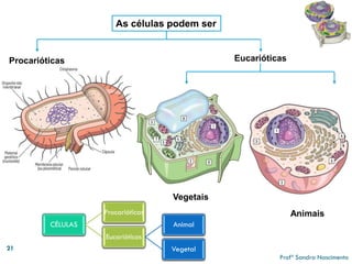 21 
As células podem ser 
Procarióticas 
Eucarióticas 
Animais 
Vegetais 
CÉLULAS 
Procarióticas 
Eucarióticas 
Animal 
Vegetal 
Profª Sandra Nascimento 
 
