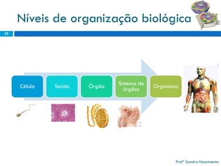 Níveis de organização biológica 
22 
Profª Sandra Nascimento 
Célula 
Tecido 
Órgão 
Sistema de órgãos 
Organismo  