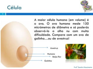 Célula 
Avestruz 
Beija-flor 
Galinha 
Humano 
Amaiorcélulahumana(emvolume)éoovo.Oovohumanomede150micrómetrosdediâmetroesópoderásobservá-loaolhonucommuitadificuldade.Comparacomumovodegalinha…oudeavestruz! 
3 
ProfªSandra Nascimento  