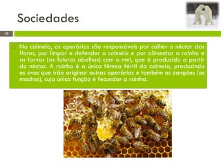 Sociedades
 Na colmeia, as operárias são responsáveis por colher o néctar das
flores, por limpar e defender a colmeia e por alimentar a rainha e
as larvas (as futuras abelhas) com o mel, que é produzido a partir
do néctar. A rainha é a única fêmea fértil da colmeia, produzindo
os ovos que irão originar outras operárias e também os zangões (os
machos), cuja única função é fecundar a rainha.
10
 