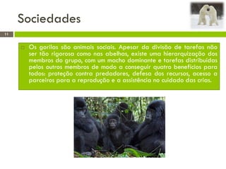 Sociedades
11
 Os gorilas são animais sociais. Apesar da divisão de tarefas não
ser tão rigorosa como nas abelhas, existe uma hierarquização dos
membros do grupo, com um macho dominante e tarefas distribuídas
pelos outros membros de modo a conseguir quatro benefícios para
todos: proteção contra predadores, defesa dos recursos, acesso a
parceiros para a reprodução e a assistência no cuidado das crias.
 