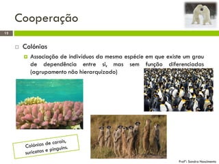 Cooperação
12
Profª: Sandra Nascimento
 Colónias
 Associação de indivíduos da mesma espécie em que existe um grau
de dependência entre si, mas sem função diferenciadas
(agrupamento não hierarquizado)
 