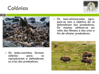 Colónias
 Os leões-marinhos formam
colónias para se
reproduzirem e defenderem
as crias dos predadores.
 Os bois-almiscarados agru-
pam-se com o objetivo de se
defenderem dos predadores.
Os machos alinham-se em
volta das fêmeas e das crias a
fim de afastar predadores.
13
 