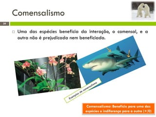 Comensalismo
29
 Uma das espécies beneficia da interação, o comensal, e a
outra não é prejudicada nem beneficiada.
Comensalismo: Benefício para uma das
espécies e indiferença para a outra (+/0)
 