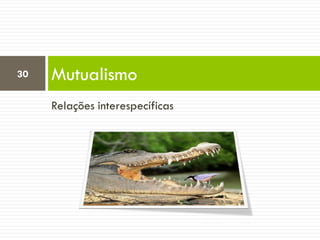 Relações interespecíficas
Mutualismo30
 