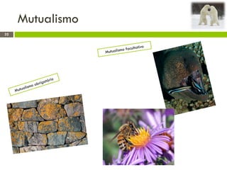 Mutualismo
32
 
