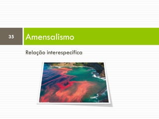 Relação interespecífica
Amensalismo35
 