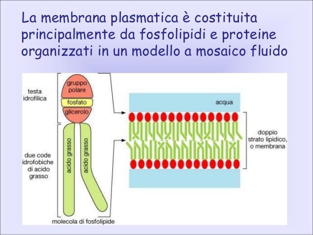 Cosa Hanno In Comune L Osmosi E La Diffusione Semplice