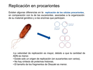 Replicación en procariontes
Existen algunas diferencias en la replicación de las células procariontes,
en comparación con la de las eucariontes, asociadas a la organización
de su material genético y a las enzimas que participan.
•La velocidad de replicación es mayor, debido a que la cantidad de
ADN es menor.
• Existe solo un origen de replicación (en eucariontes son varios).
• No hay síntesis de proteínas histonas.
• El tamaño de los fragmentos de Okazaki es menor.
 