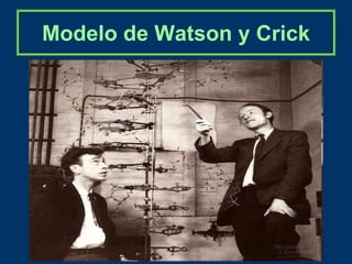 Modelo de Watson y Crick
 