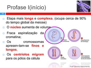 Profase I(início)
13










Etapa mais longa e complexa. (ocupa cerca de 90%
do tempo global da meiose)
O núcleo aumenta de volume
Fraca espiralização da
cromatina;
Os
cromossomas
apresen-tam-se finos e
longos.
Os centríolos migram
para os pólos da célula
Profª Sandra Nascimento

 